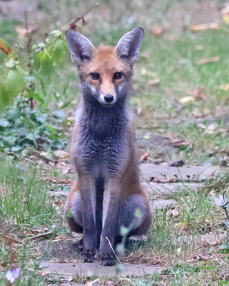 Red fox